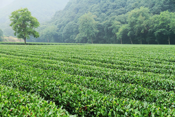 龙井茶