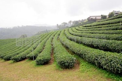 "商南县富水镇知青茶园照片