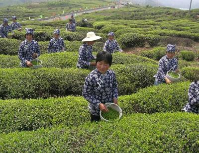 宁波茶叶热销海外 出口以低价茶为主