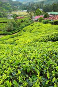 绿茶叶种植园的景观。印度喀拉拉邦,新德里