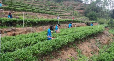 怀集下帅:春茶采摘好时节 单丛茶叶香满园