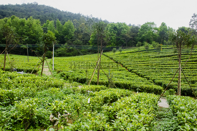 山坡上的茶园茶叶