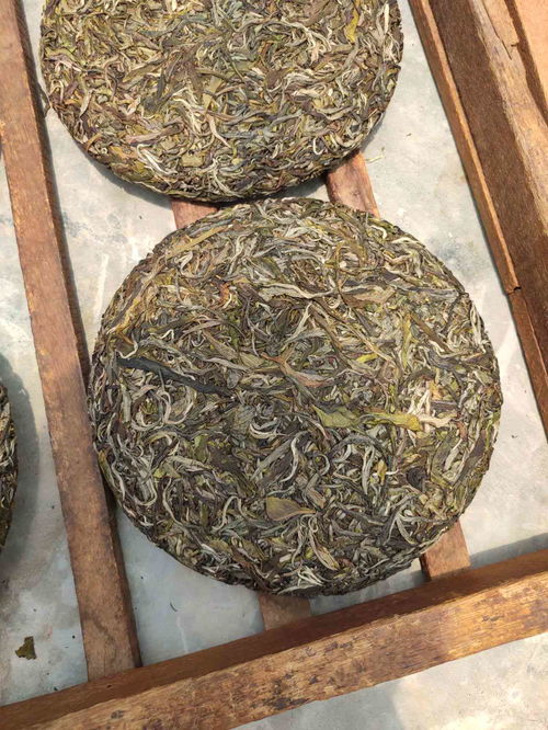 云南特色普洱茶生茶饼 西双版纳原产地,精选原料,茶叶批发优价