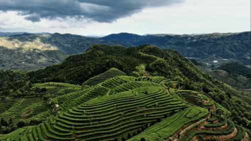 全球美食权威指南米其林指南与福鼎白茶品品香的惊喜 香 遇